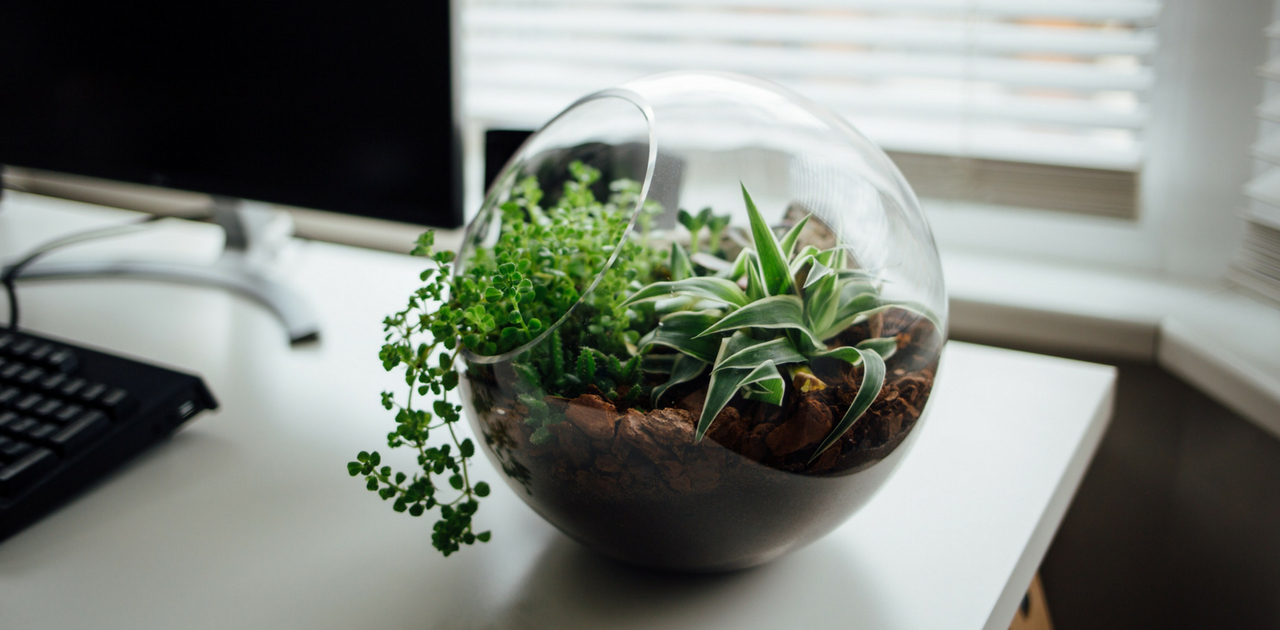 The Benefits of Owning Houseplants