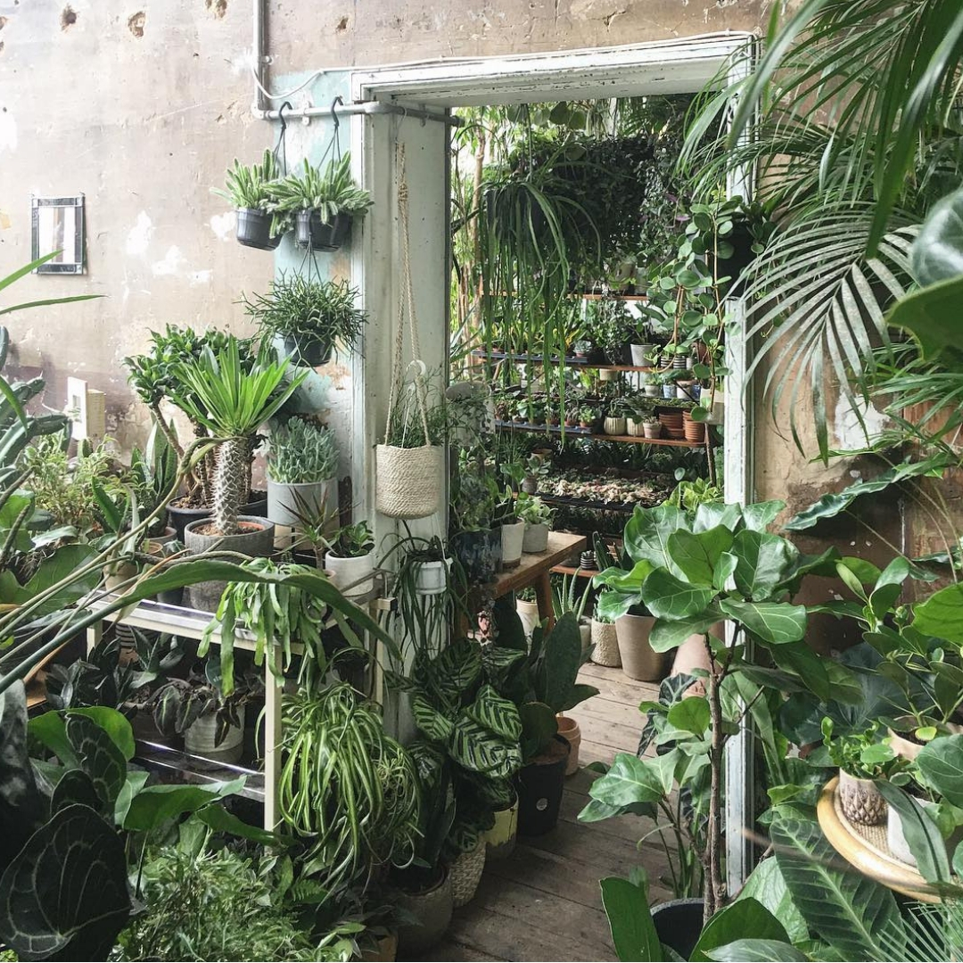 The Best Places To Buy Your Greens (Plants) In London